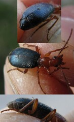 Brachinus