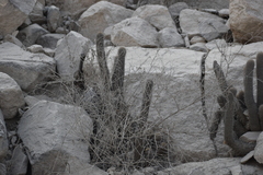 Loxanthocereus acanthurus