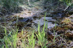 Panicum philadelphicum philadelphicum