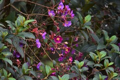 Andesanthus lepidotus