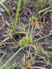 Cyperus squarrosus