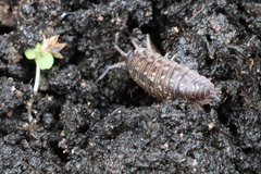 Oniscus asellus