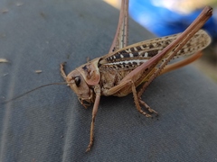 Decticus verrucivorus