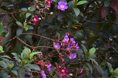 Andesanthus lepidotus