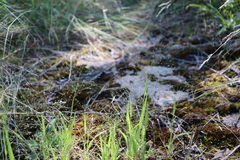Panicum philadelphicum philadelphicum