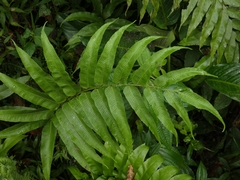 Meniscium reticulatum