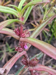 Ammannia robusta