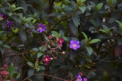 Andesanthus lepidotus