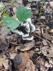 Phellodon niger