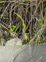 Trimeresurus albolabris