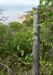 Stigmaphyllon timoriense