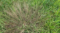 Eragrostis spectabilis