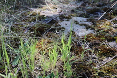 Panicum philadelphicum philadelphicum
