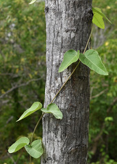 Stigmaphyllon timoriense