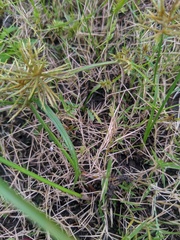 Eragrostis hypnoides