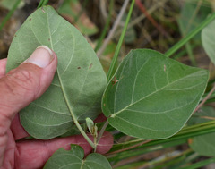 Stigmaphyllon timoriense