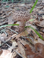 Strobilomyces strobilaceus