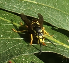 Vespula vidua