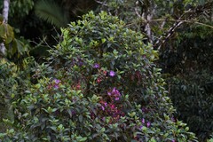 Andesanthus lepidotus