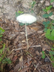 Leucocoprinus fragilissimus