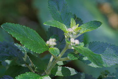 Bystropogon canariensis