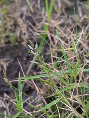 Eragrostis hypnoides