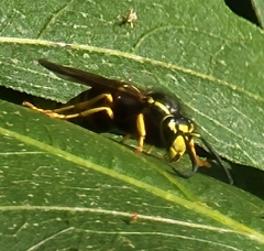 Vespula vidua