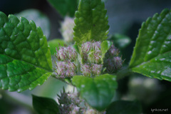 Bystropogon canariensis