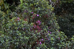 Andesanthus lepidotus