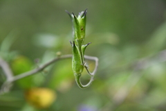 Aconitum volubile