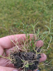 Eragrostis hypnoides