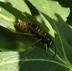 Vespula vidua