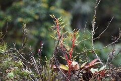 Guzmania diffusa