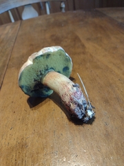 Pulchroboletus rubricitrinus