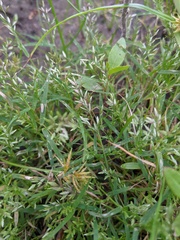 Eragrostis hypnoides