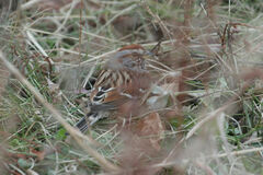 Spizelloides arborea