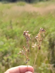 Anthoxanthum repens