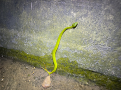 Trimeresurus albolabris