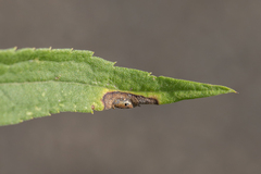 Asteromyia carbonifera
