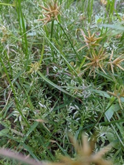 Eragrostis hypnoides