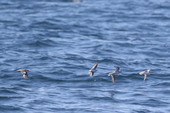 Phalaropus fulicarius