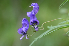 Aconitum volubile