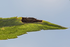 Asteromyia carbonifera