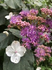Hydrangea aspera