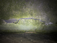 Bungarus multicinctus