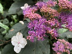 Hydrangea aspera
