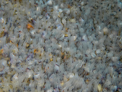 Donacidae