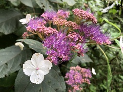 Hydrangea aspera