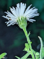 Symphyotrichum ontarionis