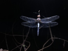 Pseudothemis zonata